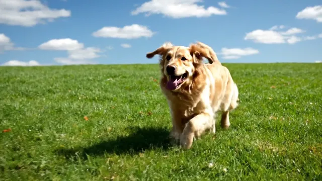 Make the dog run further.
